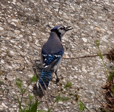 [Top back view of the bluejay standing on pebbled concrete. Its head is turned to the right and its beak is open. The white, blue, and black on the edges of its wings contrast with the blue-grey of its back. Its long blue and black striped tail is partially obscured by vegetation.]
